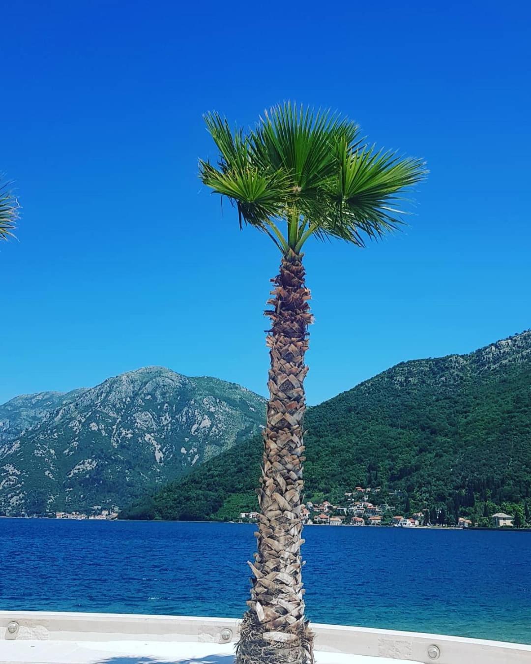 Taraca Knezevic Herceg Novi